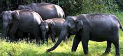 Mysore - Kabini - Coorg Tour Package