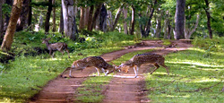 Tranquil Kabini Tour Package