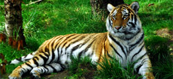 Mysore - Kabini - Coorg Tour Package